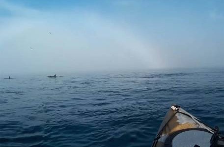 Alborán con delfines